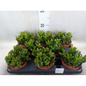 Crassula ovata 'Minor'