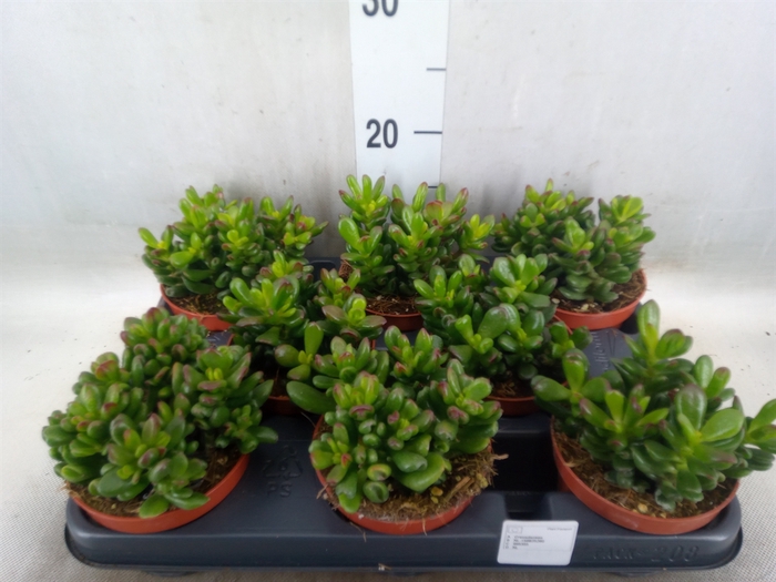 <h4>Crassula ovata 'Minor'</h4>