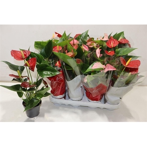 arr8 Anthu An Gem 4 Kl