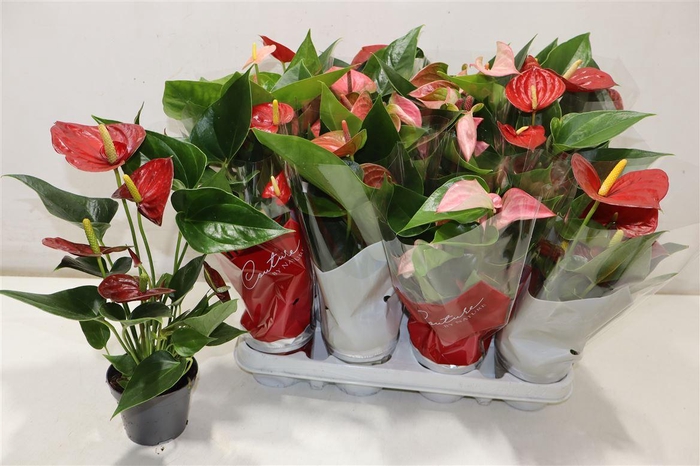 <h4>arr8 Anthu An Gem 4 Kl</h4>