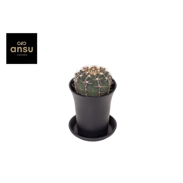<h4>Gymno Cactus 'Ochoterenae'</h4>