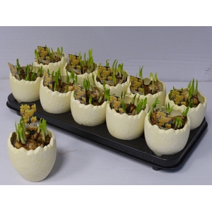 Narcissus arrangement 10Ø 12cm