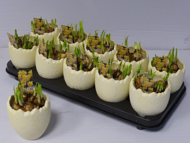 Narcissus arrangement 10Ø 12cm