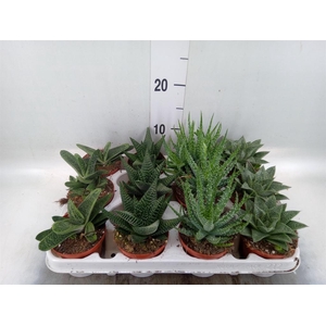 Aloe ...mix