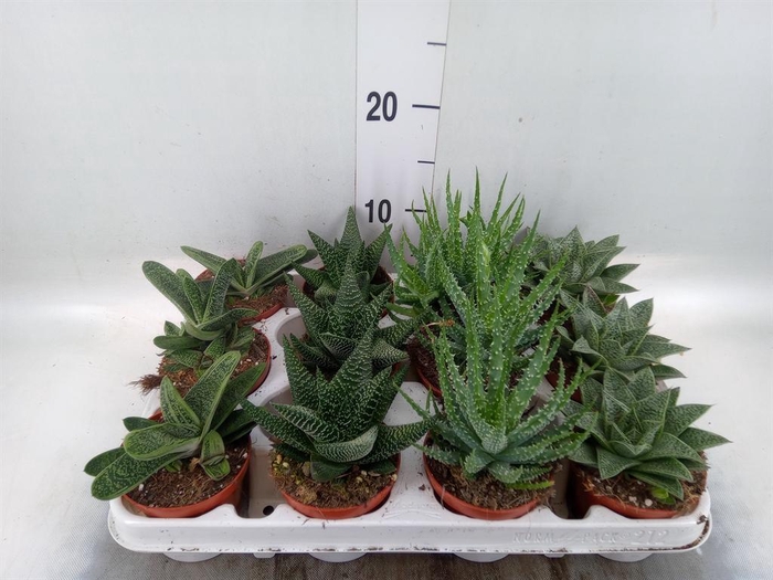 <h4>Aloe   ...mix</h4>
