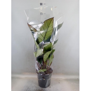 Alocasia  'Platinum'