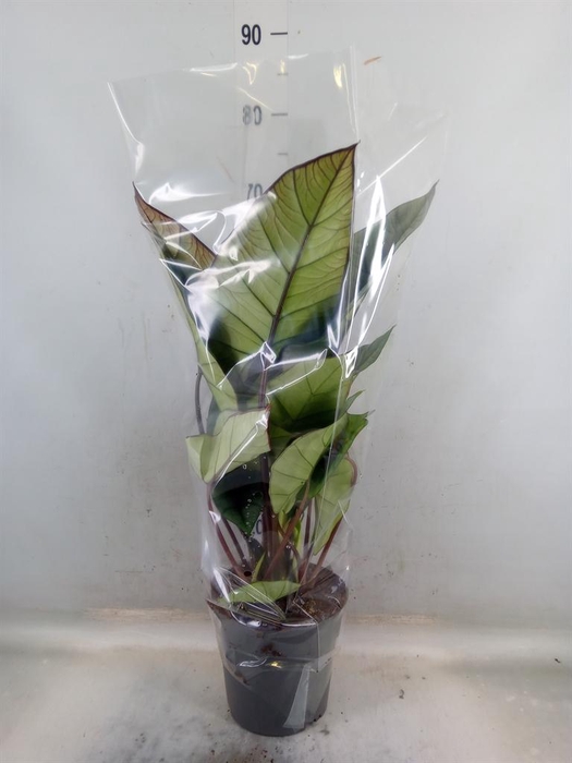 <h4>Alocasia  'Platinum'</h4>
