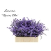 Lim Sin Kansas Blue
