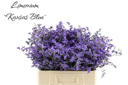 Lim Sin Kansas Blue