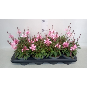 Gaura lindheimeri   ...