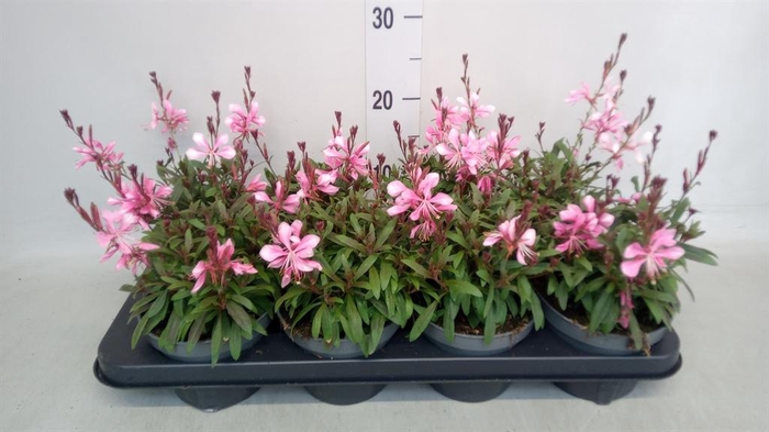 <h4>Gaura lindheimeri   ...</h4>