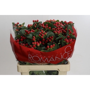 Hypericum True Romance Spray