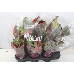 BEGONIA MACULATA P15 PO