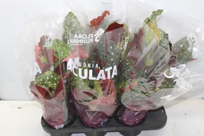 <h4>BEGONIA MACULATA P15 PO</h4>