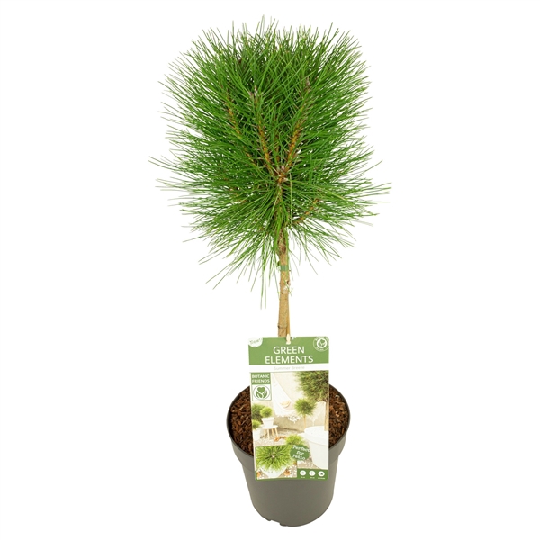 <h4>Pinus nigra 'Summer Breeze' ®</h4>