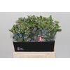 Oxypetalum Tweedia Blue