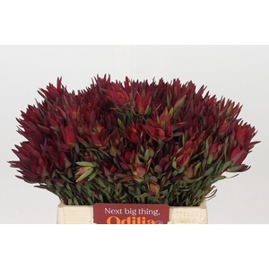 Leucadendron Blush Spray