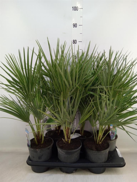 <h4>Chamaerops humilis</h4>