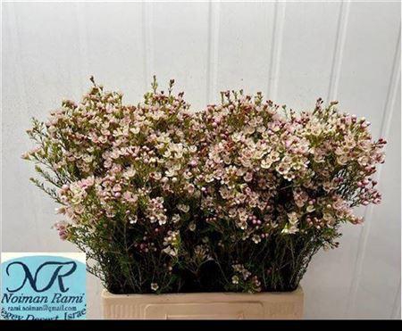 <h4>Chame Blondie</h4>