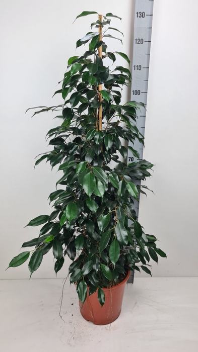 <h4>Ficus benj. Danielle</h4>