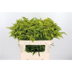 SOLIDAGO GOLDEN GLORY SOLI GOLDEN G