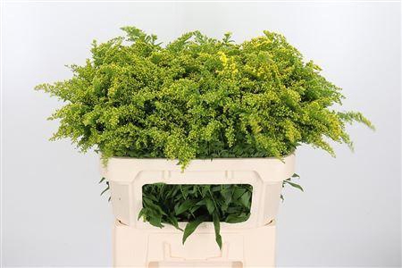 <h4>SOLIDAGO GOLDEN GLORY SOLI GOLDEN G</h4>