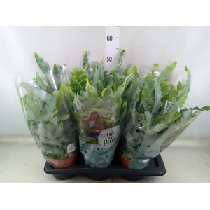 Phlebodium aureum 'Blue Star'