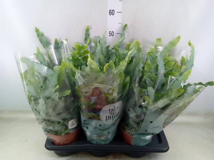 <h4>Phlebodium aureum 'Blue Star'</h4>