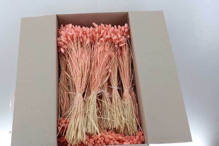 <h4>Phalaris Rose  100 Gr</h4>