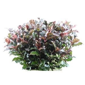 Deco Gr Photinia Volcano