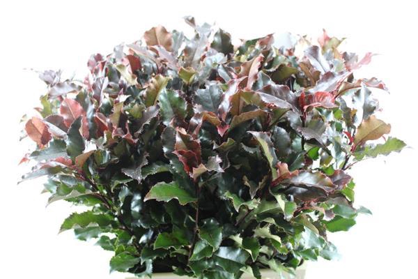 <h4>Deco Gr Photinia Volcano</h4>