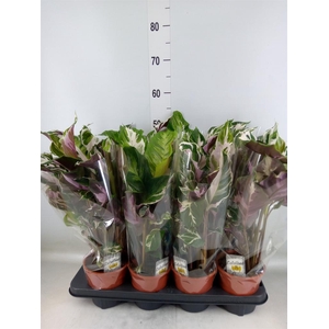 Calathea  'Fusion White'