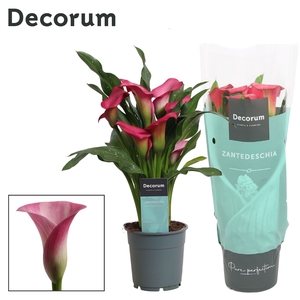 Zantedeschia Roze (Decorum)