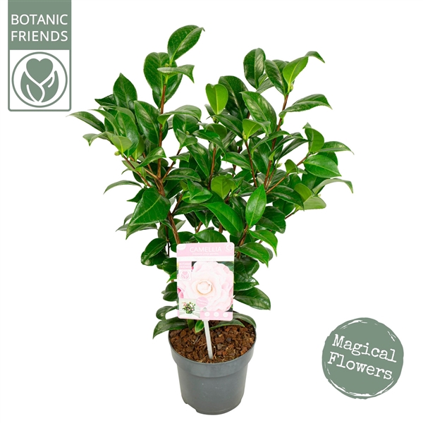 <h4>Camellia jap. 'Nuccio's Cameo' Premium</h4>