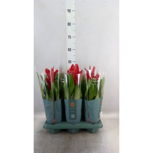 Vriesea  'Intenso Red'