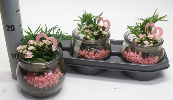 <h4>ARR PL IN SCHAAL</h4>