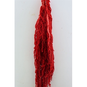 Pres Amaranthus Caud Light Red Bunch