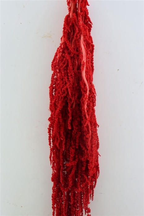 <h4>Pres Amaranthus Caud Light Red Bunch</h4>