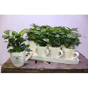 arr8 Coffea Arabica In Keramiek Beker