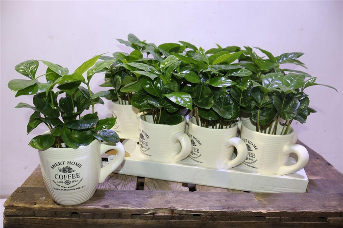 <h4>arr8 Coffea Arabica In Keramiek Beker</h4>