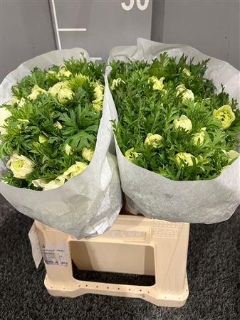 <h4>Anem Co Mis + White</h4>