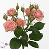 Rosa spray odilia