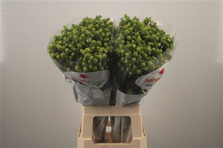 <h4>Hyp Mag Green Power</h4>