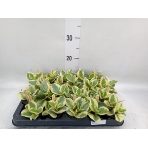 Peperomia obt. 'Obtipan Bicolor'