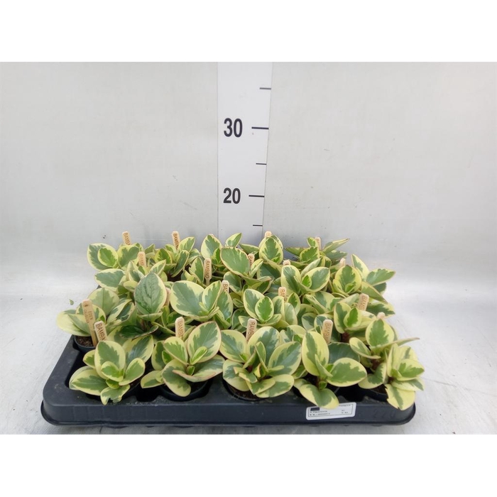 <h4>Peperomia obt. 'Obtipan Bicolor'</h4>