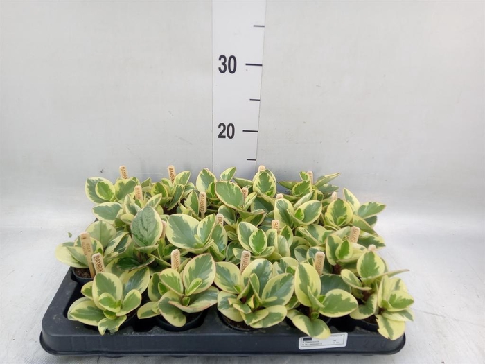 <h4>Peperomia obt. 'Obtipan Bicolor'</h4>