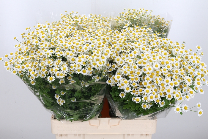<h4>Tanacetum Pa Single Vegmo</h4>