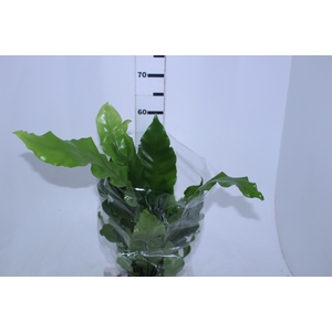 ASPLENIUM NIDUS P19