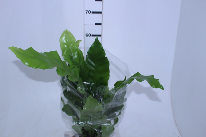 ASPLENIUM NIDUS P19