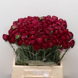 Ran Su Sr Sherry Purple 1a